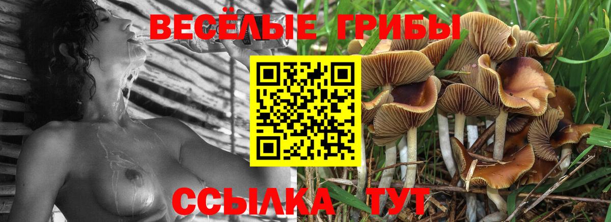 Галлюциногенные грибы Psilocybe  Братск 
